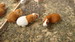 Cuy (<i>Cavia porcellus</i>)